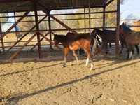 公马, Horses — 照片 1
