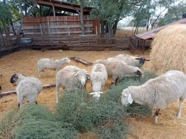 公羊, Sheep