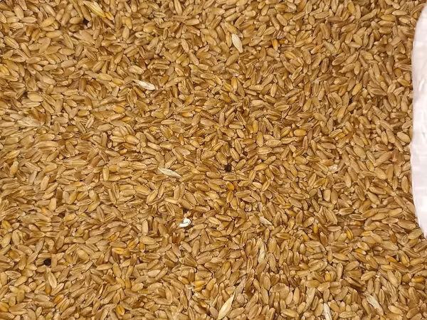 Vind griu 500 kg.