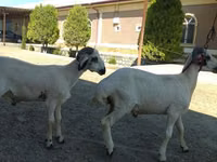 公羊, Sheep — 照片 4