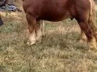 公马, Suffolk Punch — 照片 6