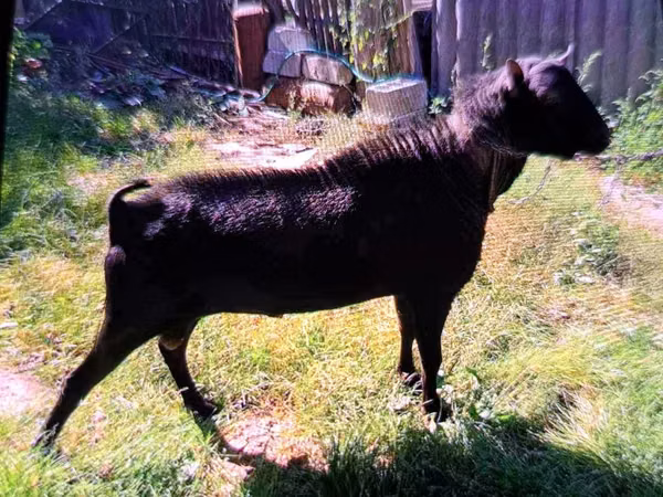 Billy Goat, Murcia-Granada goats