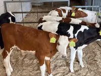 公牛, Cattle — 照片 3