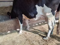 Vaca, Raça Holstein — foto 1