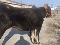 Kuh, Swiss cattle — Foto 4