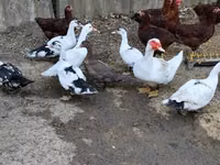 Ducks — photo 2