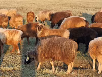 Schaf, Kazakh fat-tailed coarsewool sheep — Foto 1