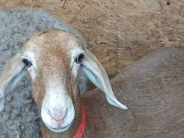 Schaf, Arashan sheep