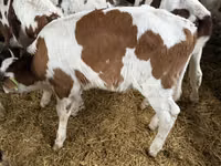 公牛, Simmental cattle — 照片 4