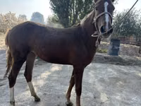 母马, Horses — 照片 5
