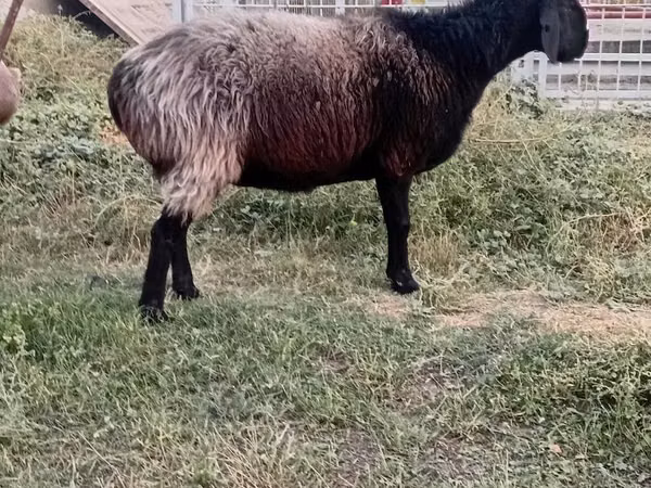 Oaie, Oi