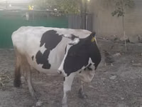 Vacă, Rasa Holstein — foto 1