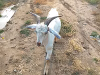 Goat, Goats — photo 3