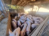 Eber, Schweine — Foto 1