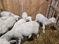 Qoç, Merinoland sheep — foto 4