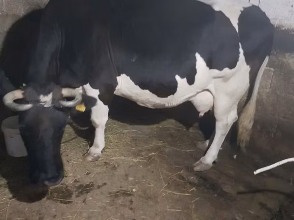 Vaca, Raça Holstein — Moldávia