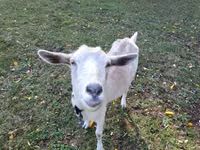 母山羊, Goats — 照片 3