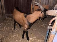 تيس, Italian Alpine goat — الصورة 1