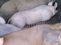 Vier, Porci — foto 1
