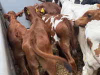 İribuynuzlu mal-qara (partiya, cinsi göstərilməyib), Simmental cattle — foto 2