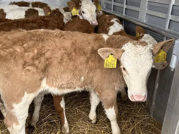 Buqa, Simmental cattle