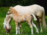 Cavalos (lote, sexo não especificado), Shetland Pony — foto 3