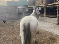 घोड़ी, Tersk horse — फ़ोटो 5