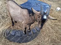 Cabra, Alpine goat — foto 4