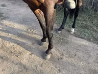 公马, Horses — 照片 1