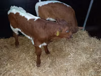 公牛, Simmental cattle — 照片 2