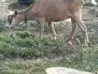Capră, Saanen goat — foto 3