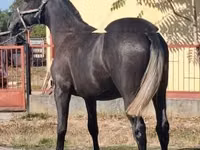 Hengst, Lipizzaner — Foto 4