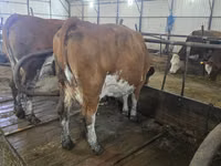 İnək, Simmental cattle — foto 2