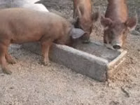 Boar — photo 8
