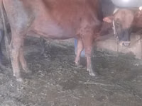 Bulle, Rinder — Foto 2