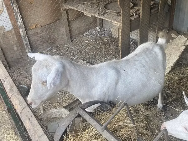 Capră, Saanen goat