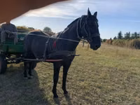 Cal, Nonius horse — foto 6