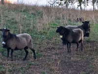 Berbec, Romanov sheep — foto 1
