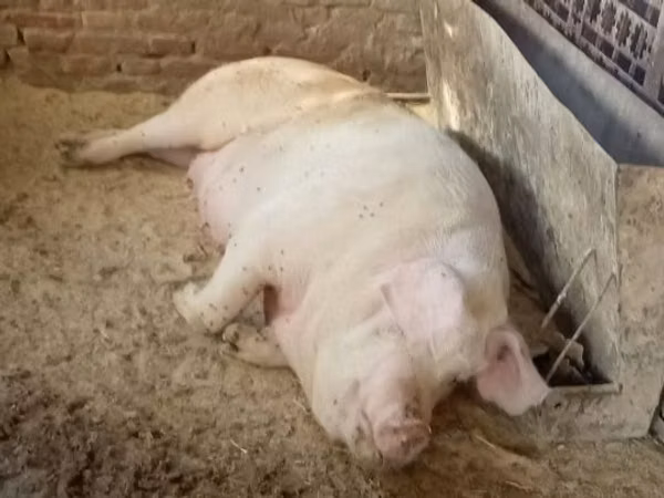 Scroafă, Porci