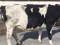 بقرة, Russian Black pied cattle — الصورة 7
