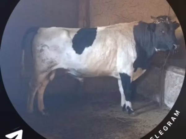 Bulle, Rinder