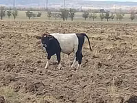 Bulle, Simmental cattle — Foto 3