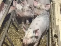 Sow, Pigs — photo 4