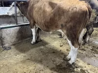 Vacă, Simmental cattle — foto 2