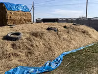 Силос мощный сочный сникерс 😋👍🏻 
50/60 тонна — Foto 2