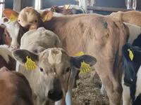 Rinder (Partie, Geschlecht nicht angegeben), Simmental cattle — Foto 5
