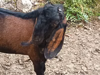 Ziegenbock, Ziegen — Foto 2