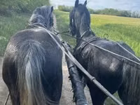 خيول (دفعة، الجنس غير محدد), Lipizzaner — الصورة 4