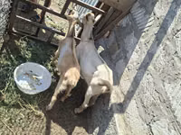 Țap, Alpine goat — foto 5
