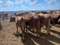 Vache, Vache rouge des steppes — photo 4